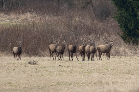 Niektoré už zhodili