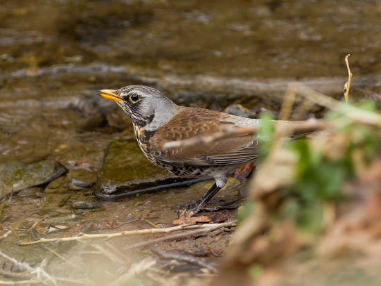 Krátke osvieženie - drozd čvíkota