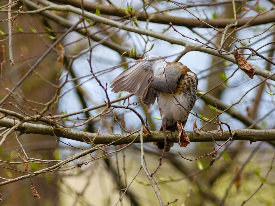 Čvikota si suší perie po kúpeli