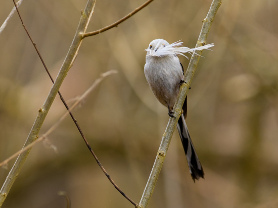 Finalizácia hniezda - mlynárka