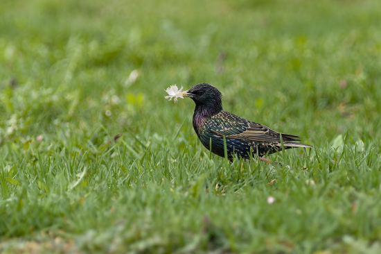 Hniezdo treba zatepliť