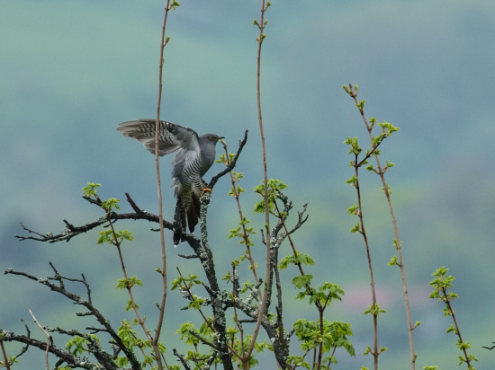 Pristávací manéver