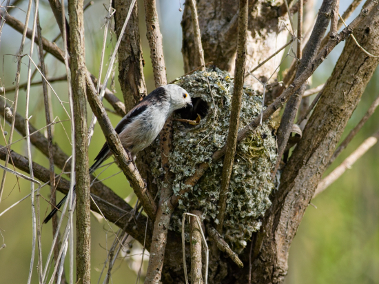 Mlynárka dlhochvostá