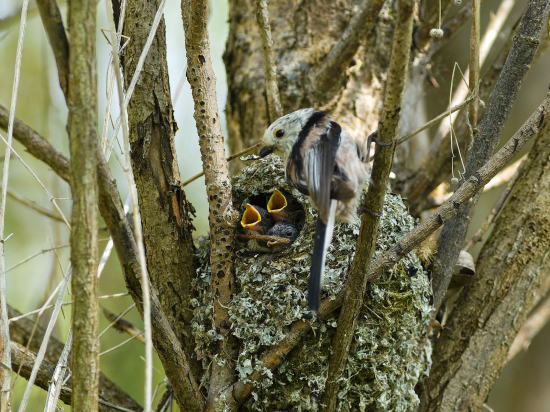 Mlynárka dlhochvostá - mladé rýchlo rastú