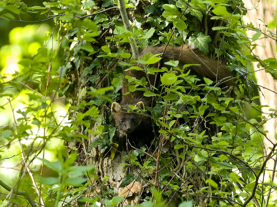 Kuna hľadajúca vtáčence
