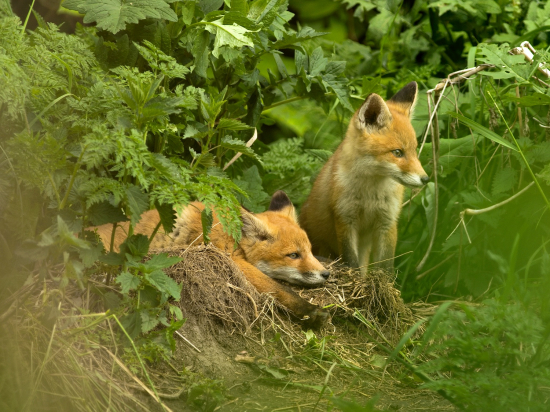 Trpezlivé čakanie...