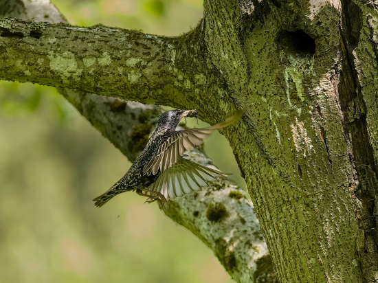 Chrobáčik sa nesie!