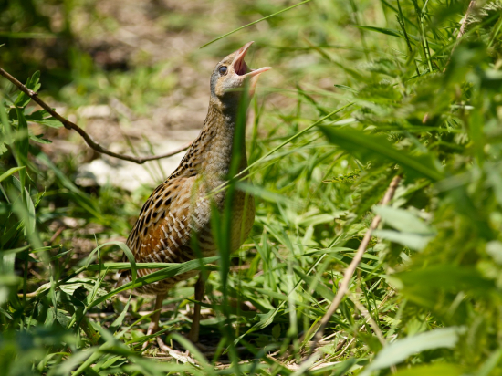 Dával o sebe vedieť!