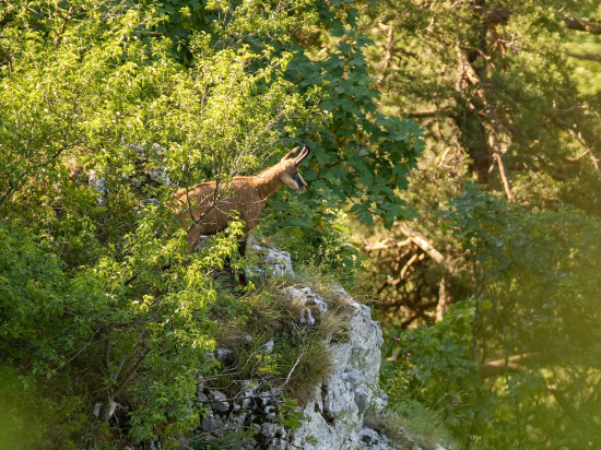 Schovaný v zelenej džungli