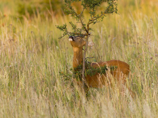 Pravidelná kontrola...
