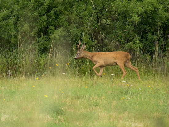 Obchádzal svoj rajón