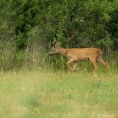 Obchádzal svoj rajón