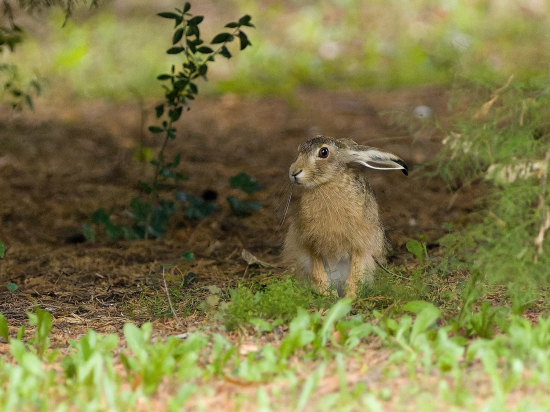 Pripravený schovať sa