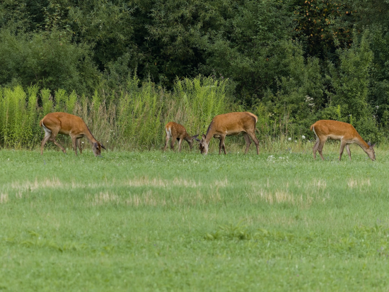 Večerná paša po daždi