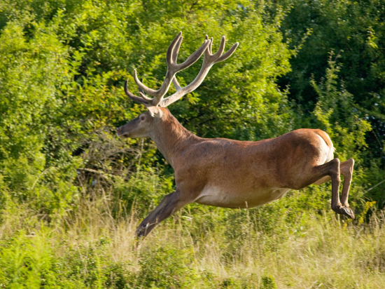Prekvapil ma, rýchly cvak
