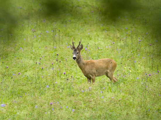 Spokojný, užil si so srnou