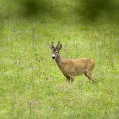 Spokojný, užil si so srnou