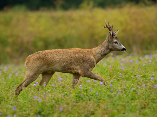 Nespokojný, hľadajúci...