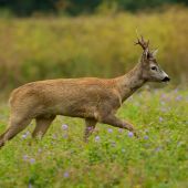 Nespokojný, hľadajúci...