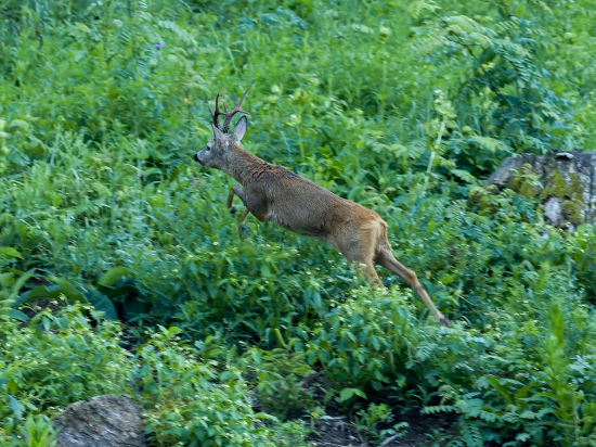 Za  srnou sa dobre ubehá