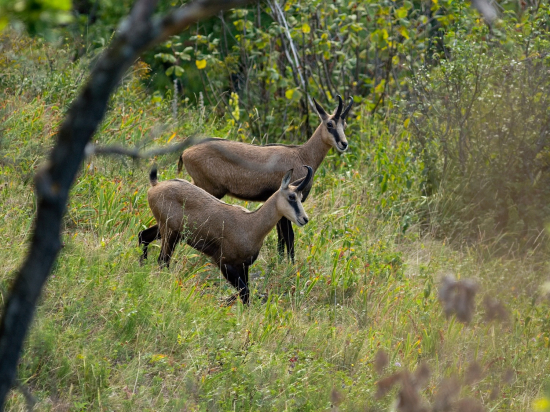 Má ju stále pod dohľadom