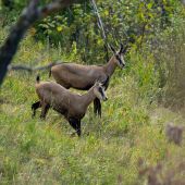 Má ju stále pod dohľadom