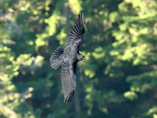 Krkavec - kontrolór