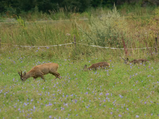 Učiteľ a jeho žiaci