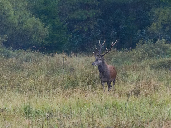 Po daždi sa prišiel ukázať