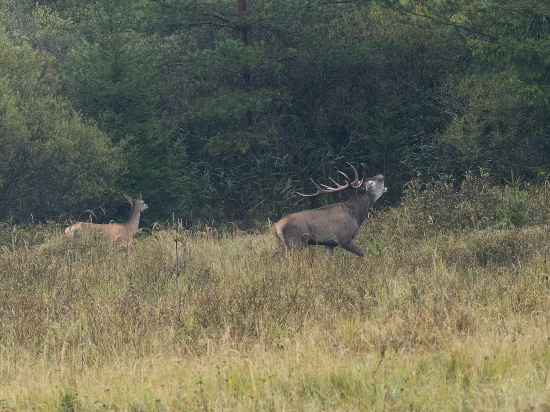 Oznamoval: TÁ JE MOJA!