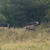 Oznamoval: TÁ JE MOJA!