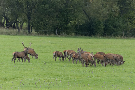 Šéf a hlavná dáma to majú pod dohľadom