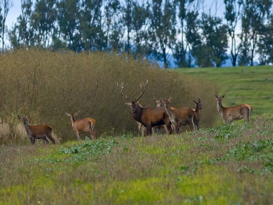 Už neručal, ostával pri laniach