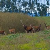 Už neručal, ostával pri laniach