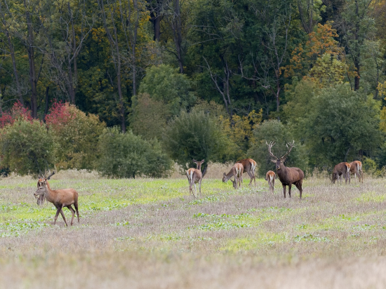 Škaredý pohľad na mladého