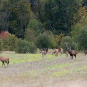Škaredý pohľad na mladého