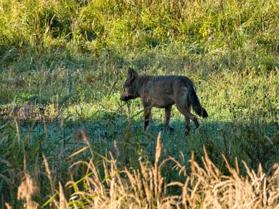 Návštevník rujoviska