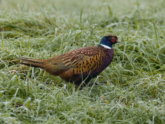 Bažantík na prechádzke