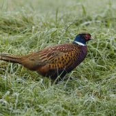 Bažantík na prechádzke