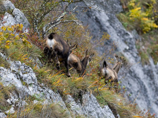 Ruja - capko im nedal pokoja