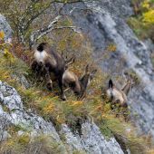 Ruja - capko im nedal pokoja