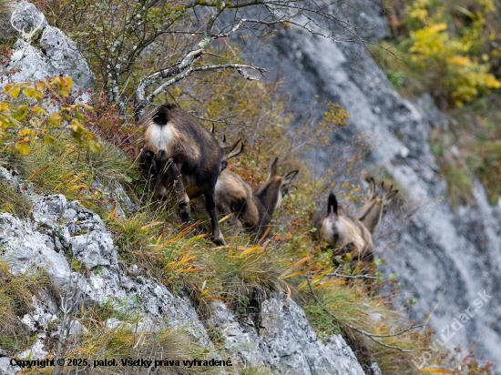 Ruja - capko im nedal pokoja