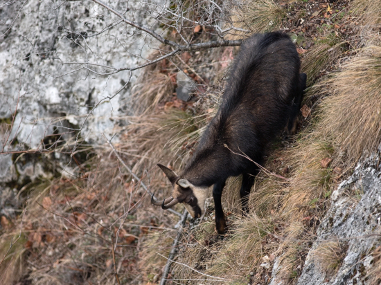 Opatrné schádzanie