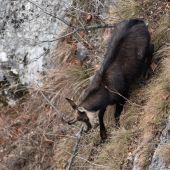 Opatrné schádzanie