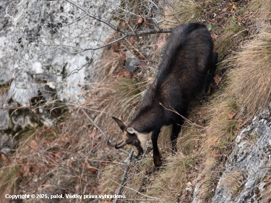 Opatrné schádzanie