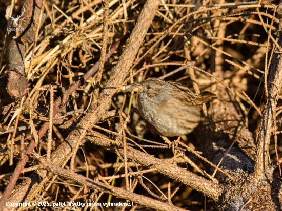 Vrchárka modrá dobre zamaskovaná