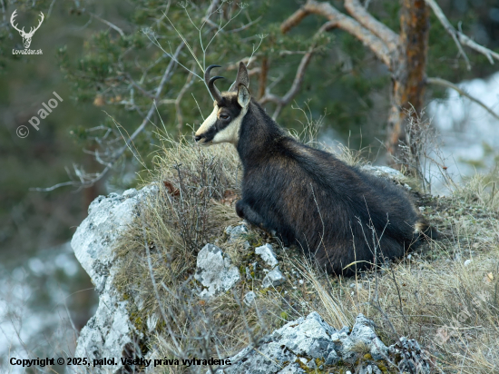 Oddychoval na dobrej vyhliadke