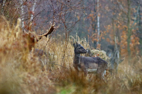 Prechádzka v daždi