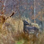 Prechádzka v daždi