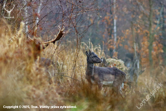 Prechádzka v daždi